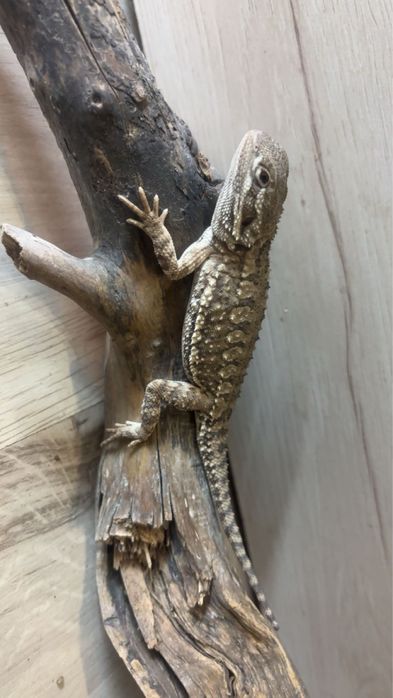 Agama karłowata samiczka