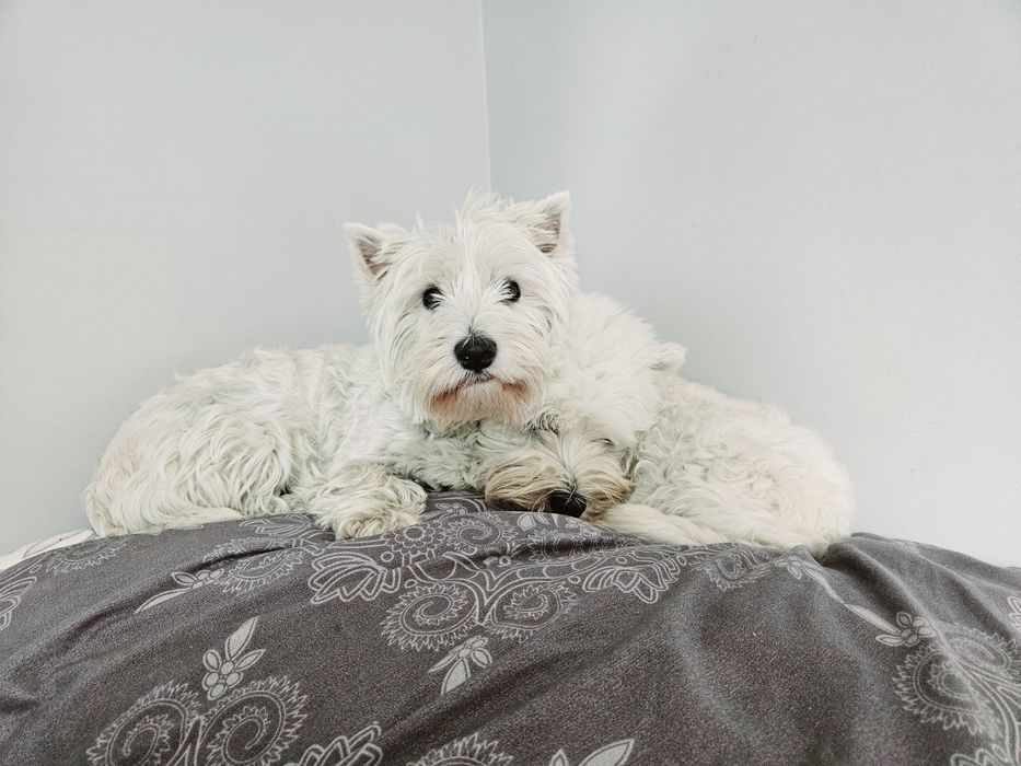 West Highland White Terrier