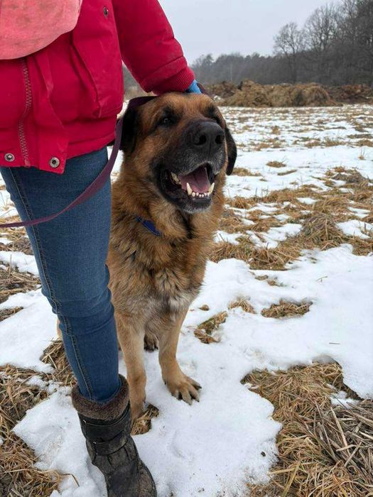 Duży jak Hagrid, czuły jak aniołek – poznaj mnie