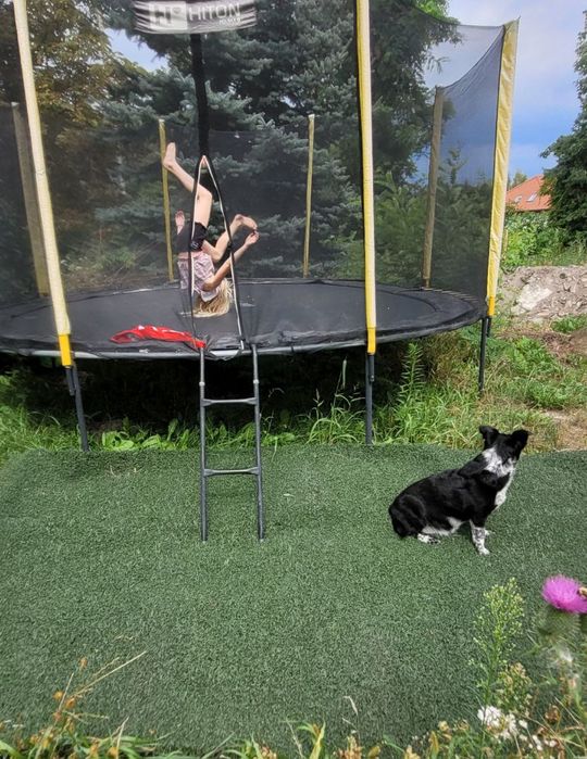 Sztuczna trawa w rolkach.