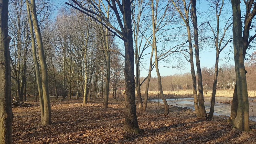 Piękna Działka rekreacyjna 4900 m² w Głoskowie k. Warszawy, bezpośrednio - Więcej