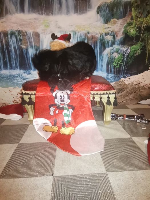 York Black czarny piesek  rodowód