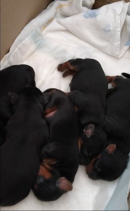 Йорк вязка собаки.