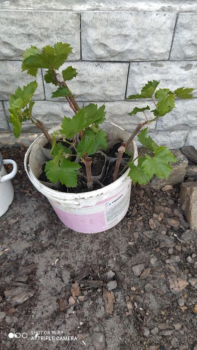 Продам укорінені черенки винограду.