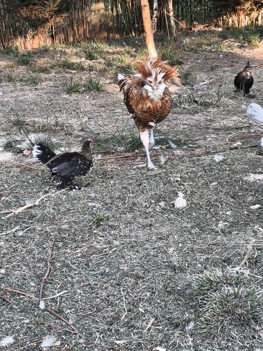 Koguty Czubatka olbrzymia, kochin miniatura,karzełek łapciaty parka