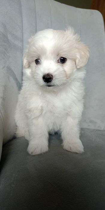 Szczeniak rasy Maltańczyk