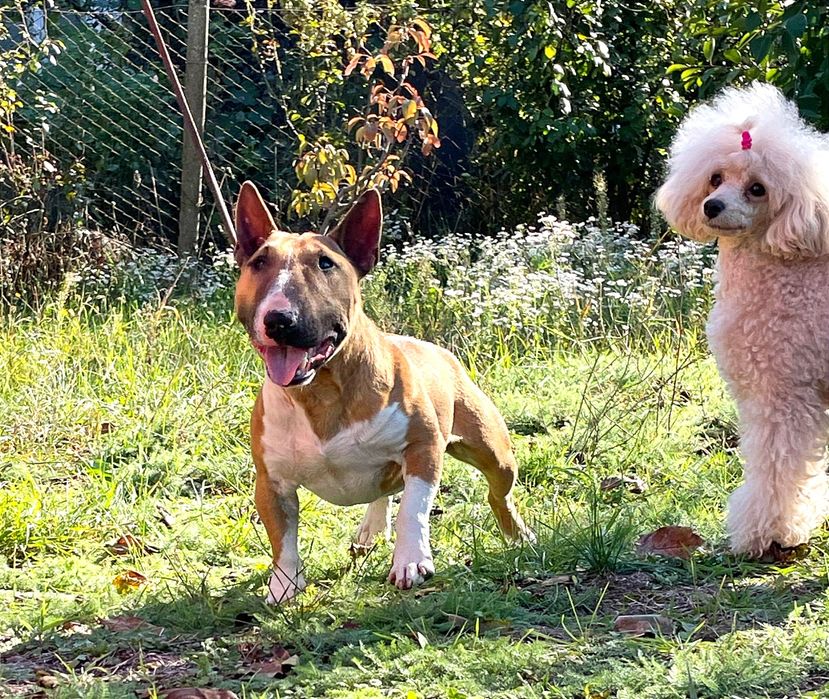 Миниатюрный бультерьер вязка