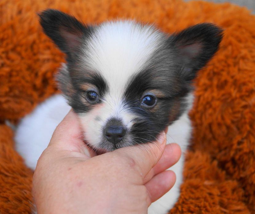 папильон мальчик