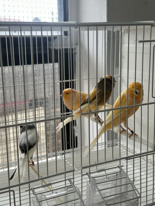 Canarios para midar de casa