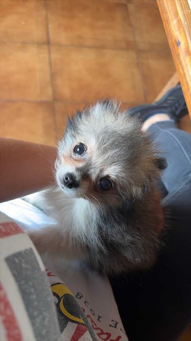 Spitz Alemão Anão