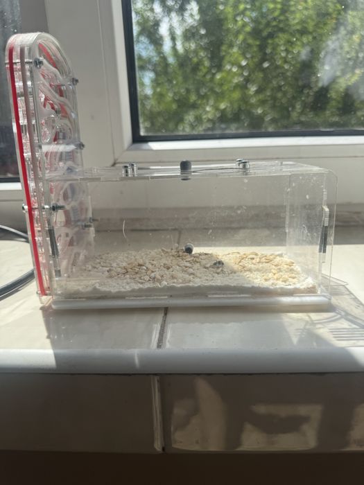 Продам мурашинну ферму