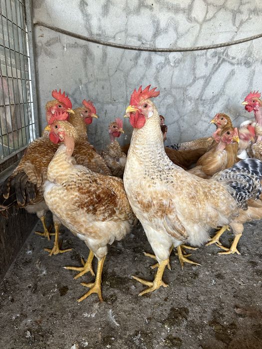 Frangos caseiros