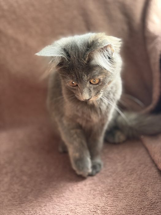 Отдам котенка в добрые руки