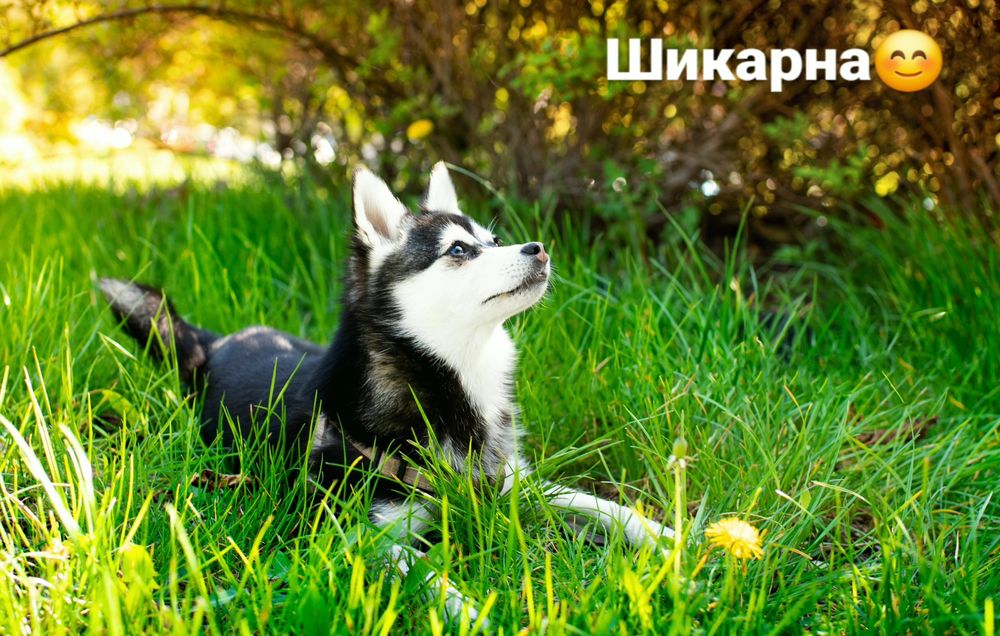 Аляскінський клі кай(міні хаскі)Єдині в Україні!ТЕРМІНОВО!