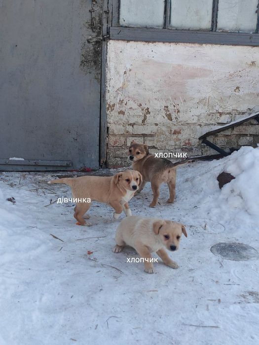 Віддам цуценят в хороші руки