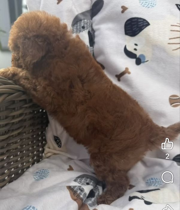 Suczka Cavapoo Efia