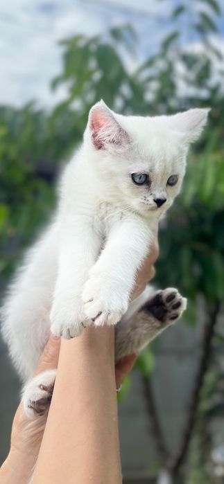 Шотландський котик “blue point” кот кошеня кіт білий котик