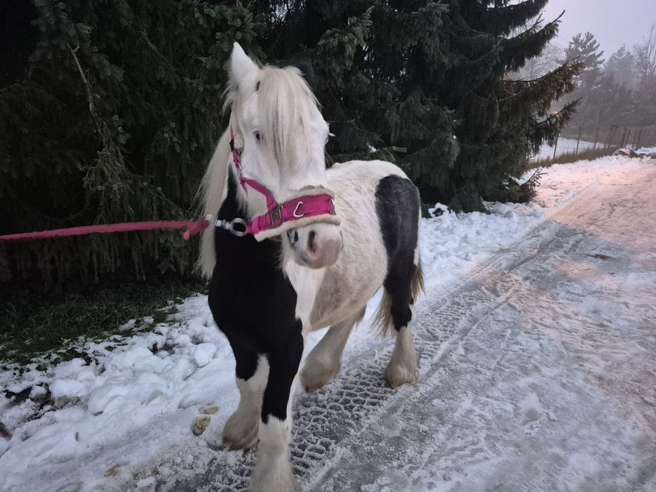 True Baby Tinker Klacz