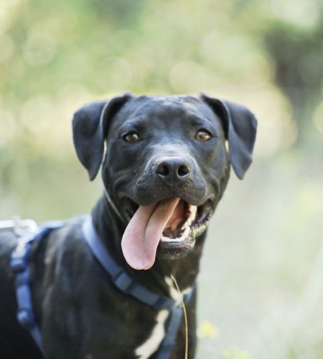 Американський пітбультер'єр.Пітбуль. Pitbull