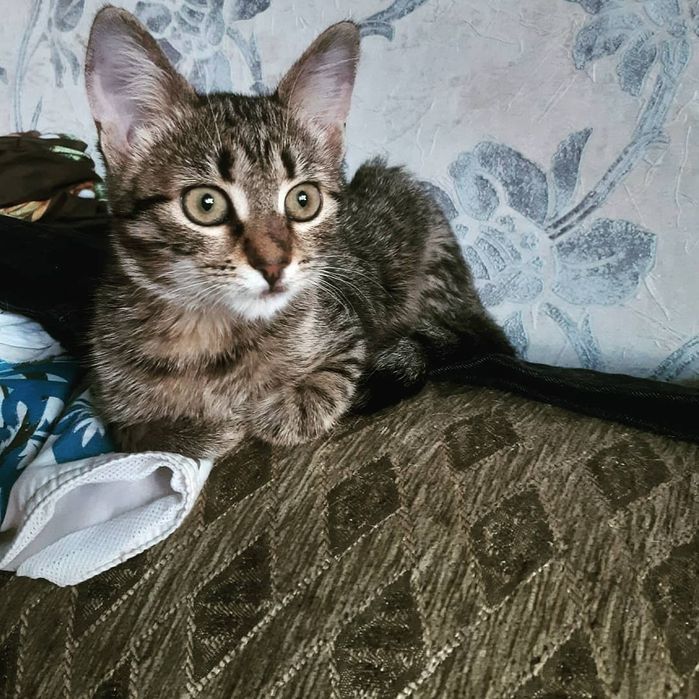 Подарую гарненьких кошенят