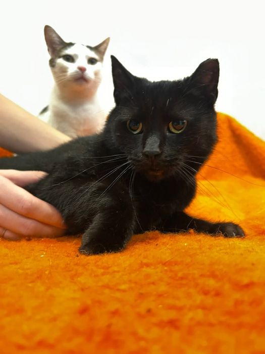 Bakuś szuka domu na zawsze