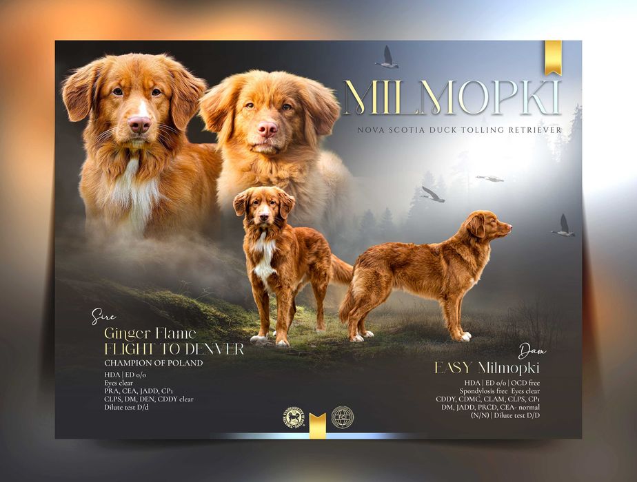 Szczenię Nova Scotia Duck Tolling Retriever