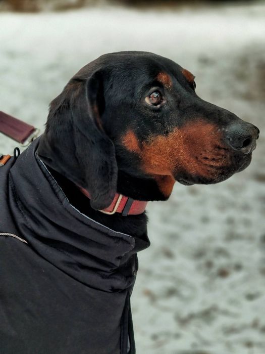 Amigo- Gończy Polski szuka nowego domu