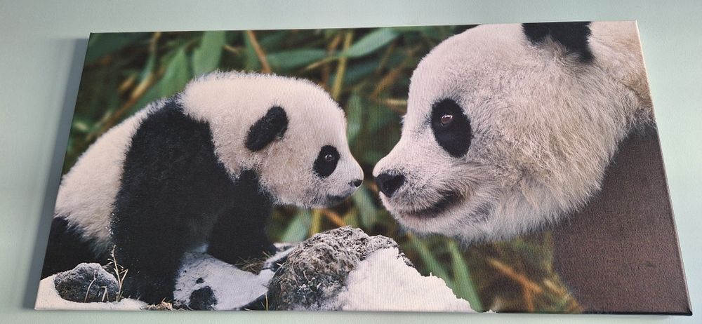 Obraz na płótnie pandy