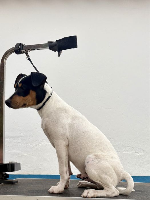 Ratonero Bodeguero Andaluz C/Pedigree e Afixo
