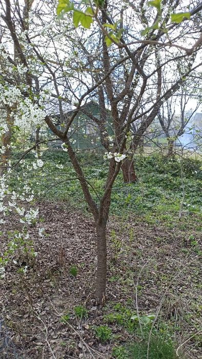 Дачний участок в передмісті Василькова