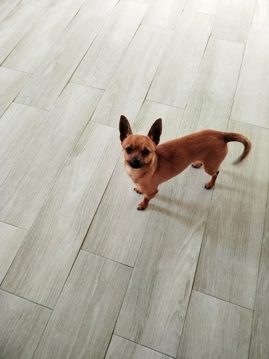 Pincher Miniatura macho 1 ano