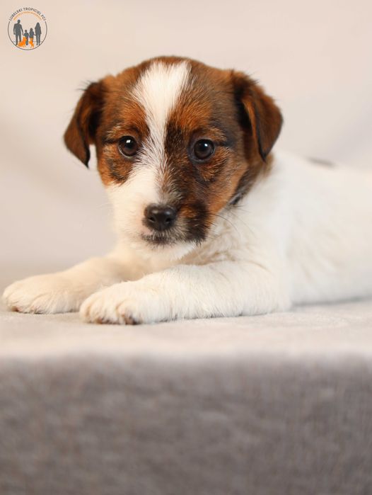 Jack Russell Terrier ZKwP FCI