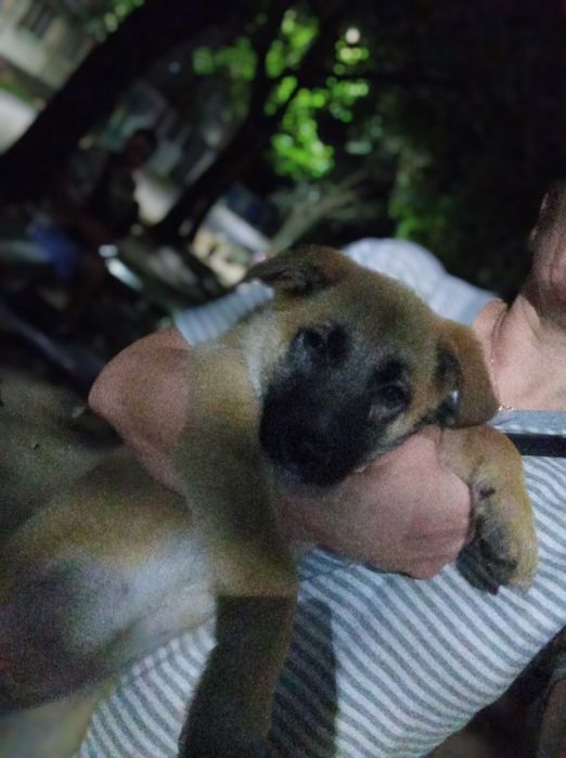 Овчарка чучуть мішана,девочки пару місяців!