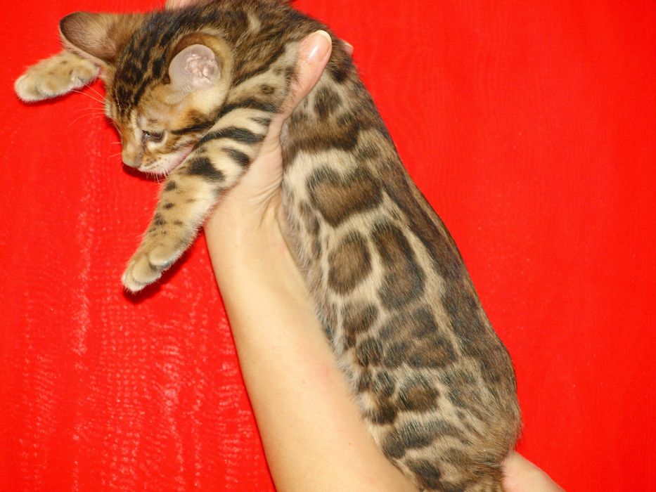 Бенгальські кошенята