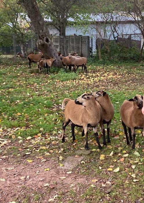Owce z młodymi, barany kameruńskie