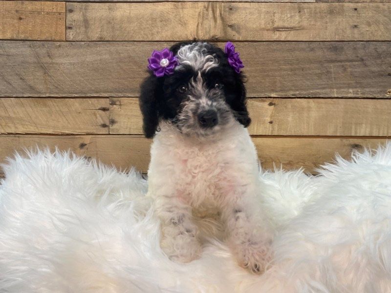 Цуценята той-пуделя в рідкісному окрасі фантом — бронювання відкрито!