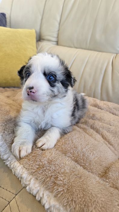 Border Collie Blue Merle macho
