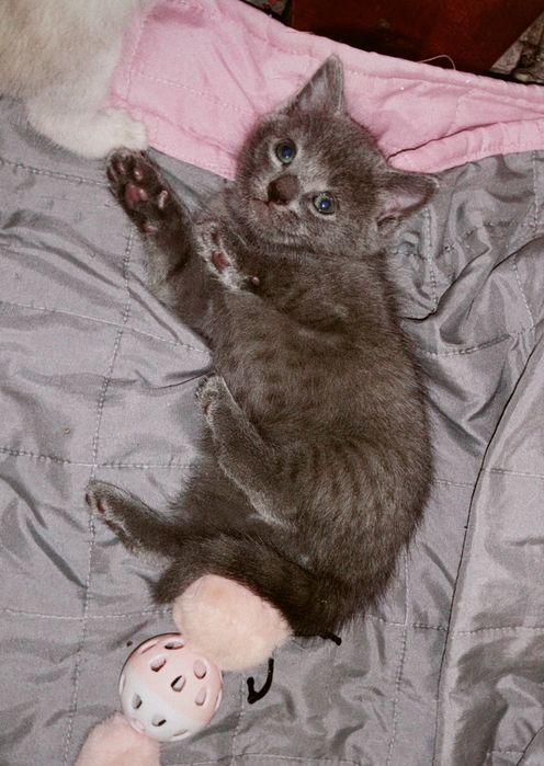 Кошеня шукає родину!