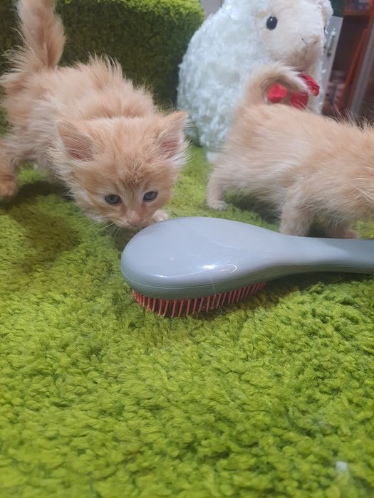 Солнечные Кисули - муркотули  и чёрный супер кис.