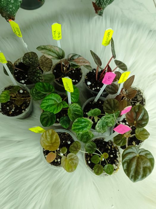 Продам набір діток пеперомій