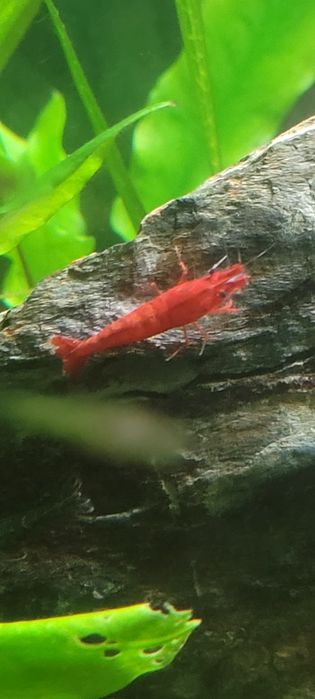 Varios Camarões Neocaridina cores, lote 20