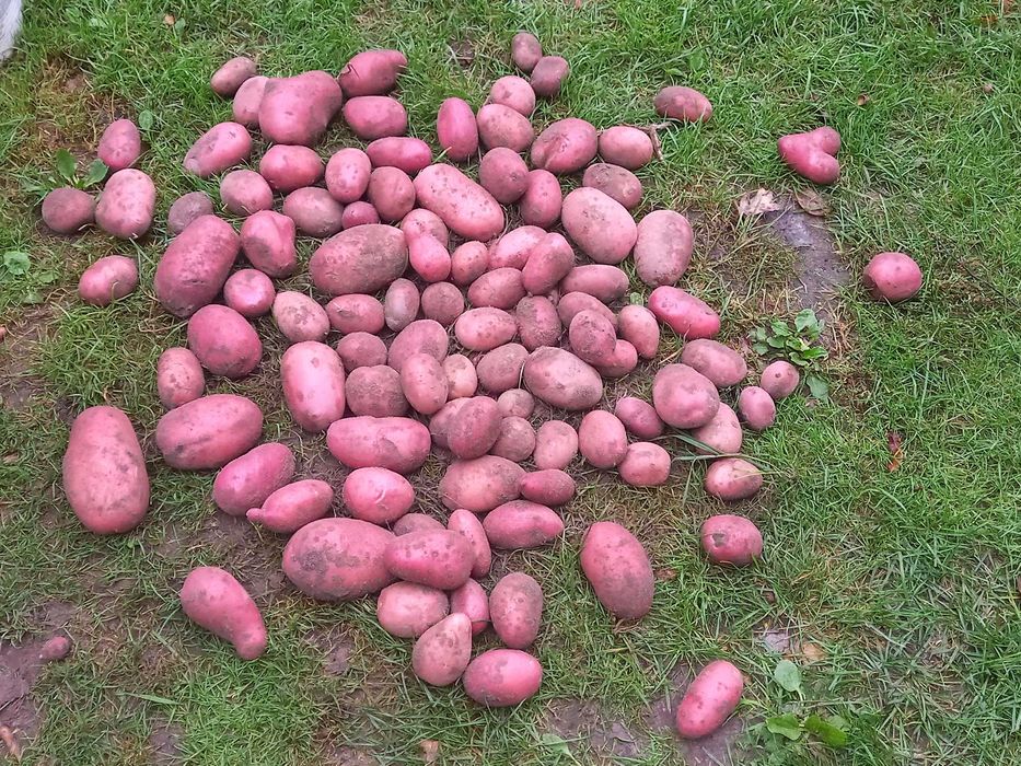 ziemniaki czerwone baltic rose