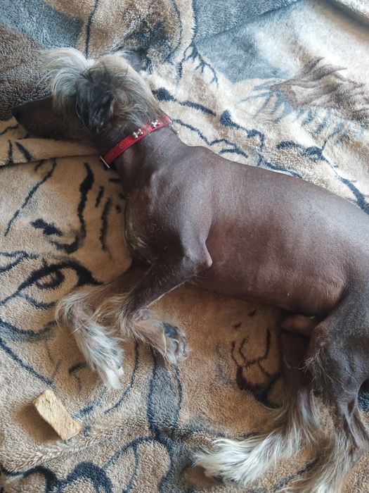 Вязка собак китайская хохлатая