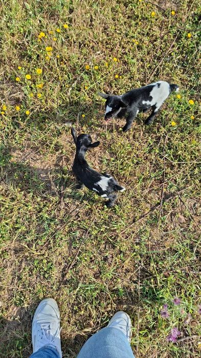 Cabrito/a micro anão