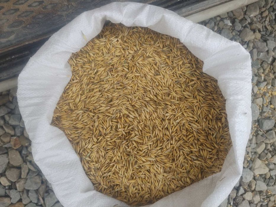 Pszenica owies jeczmien kukurydza slonecznik