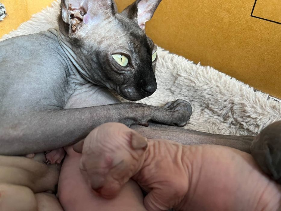 Продаються чарівні Канадські Сфінкси !!!