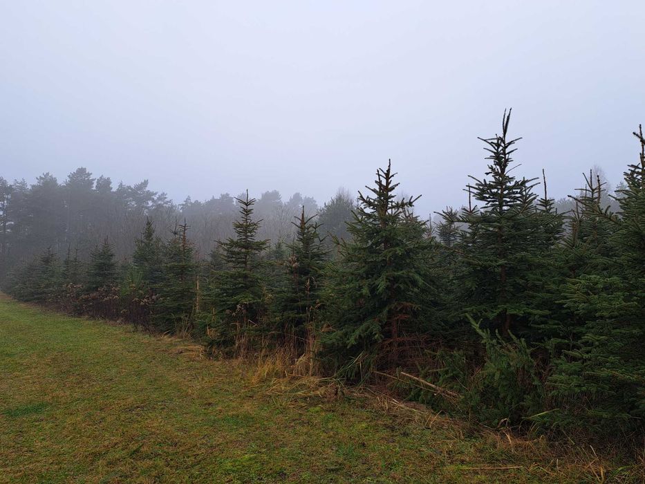 Sprzedam świerk srebrny