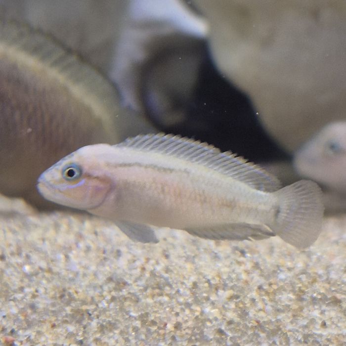 Африканские цихлиды озера Танганьика