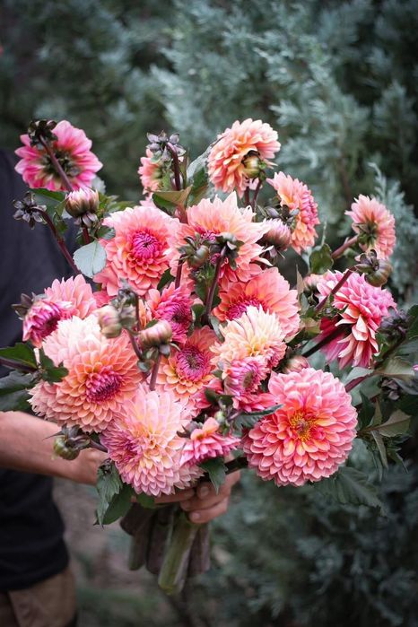 Поділки сортових жоржин