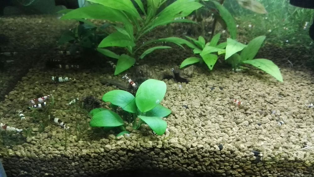 Pack de plantas para aquário - 3, 5, 9 ou 15 espécies